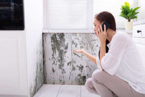 Adams Care Website How To Avoid Mold Build-Up In Your Home