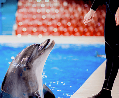 Adams Care Website Dubai Dolphinarium Project