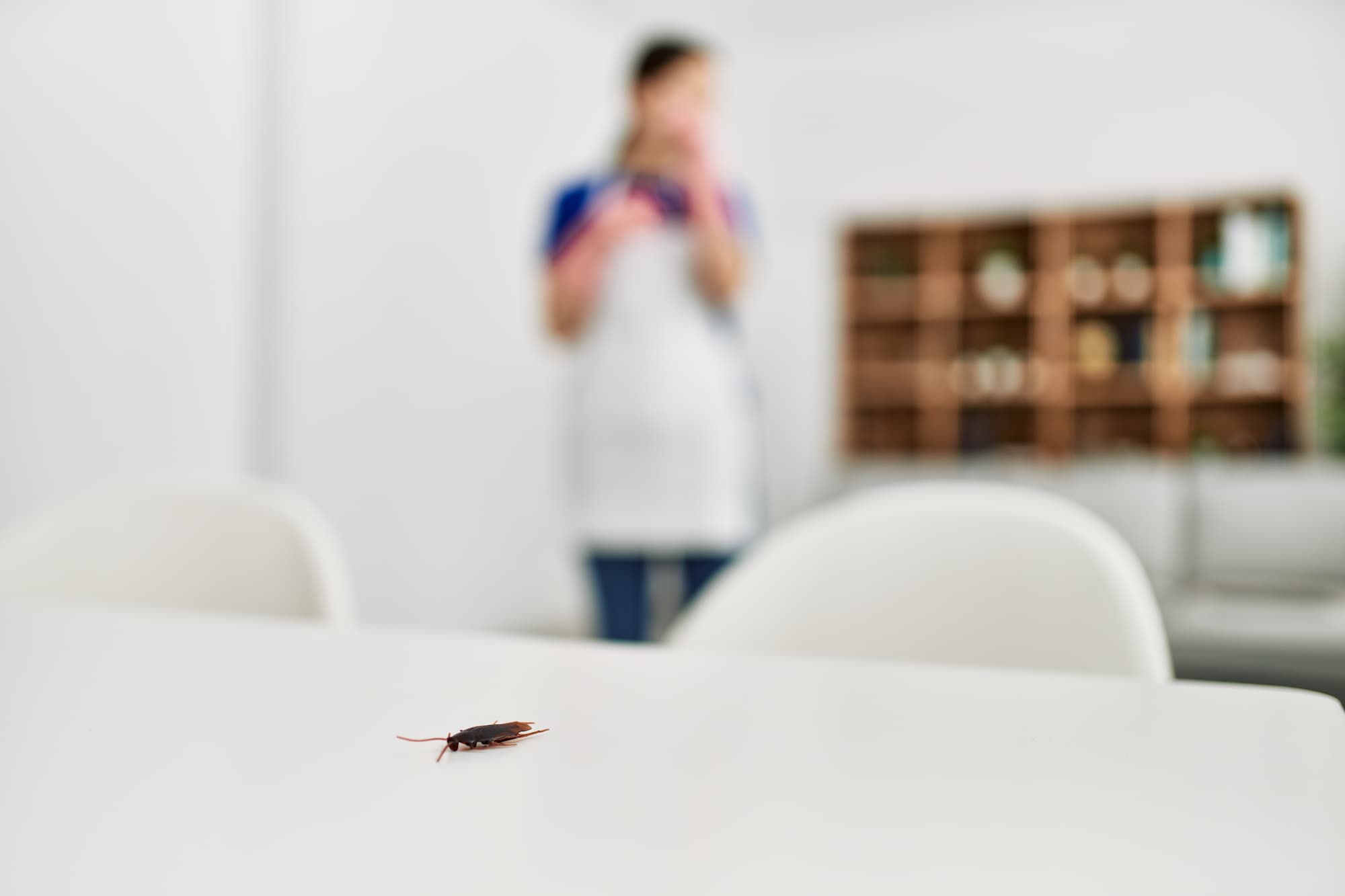 Adams Care Website How to Get Rid of Cockroaches in Dubai: Tips for a Pest-Free Home